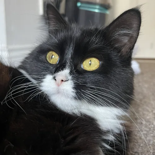 Echo, a fluffy black and white cat with bright yellow eyes