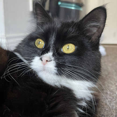 Echo Echo Echo, my other cat, mid demand for a break